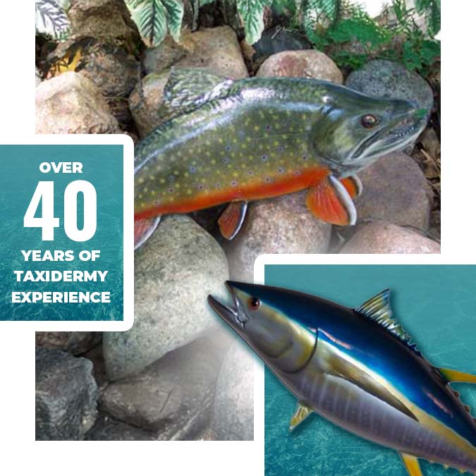 anglers-art-fish-taxidermy-40-years-taxidermist-experience