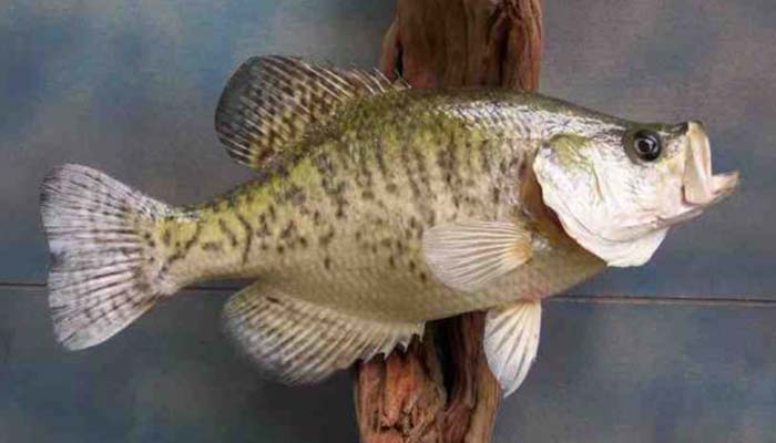 anglers-art-fish-taxidermy-services-fish-skin-mounts