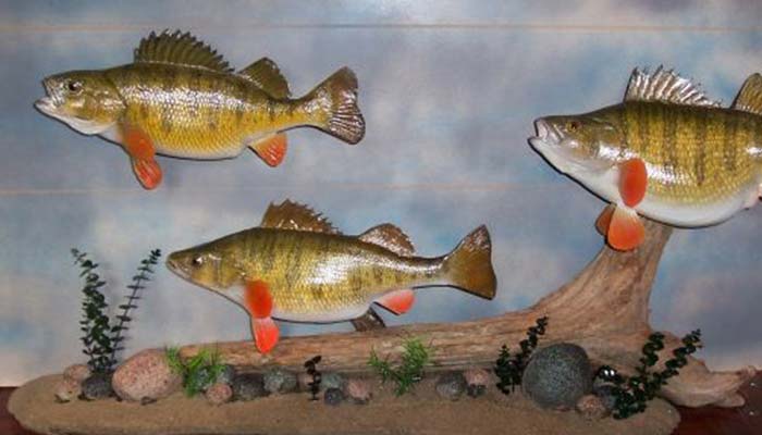 anglers-art-fish-taxidermy-services-mount-display-options