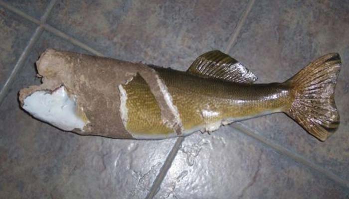 anglers-art-fish-taxidermy-services-repair-restoration