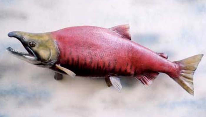 anglers-art-fish-taxidermy-services-replica-mounts