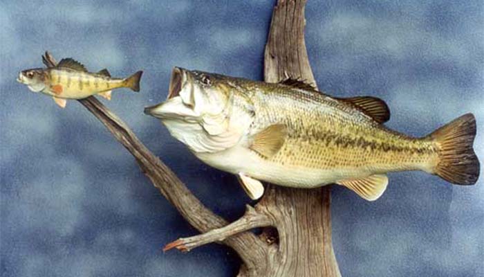 anglers-art-fish-taxidermy-taxidermist-display-options-chaser-scene