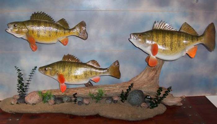 anglers-art-fish-taxidermy-taxidermist-display-options-pedestal