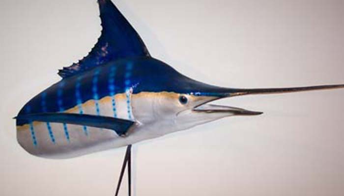 anglers-art-fish-taxidermy-taxidermist-display-options-splash-scene