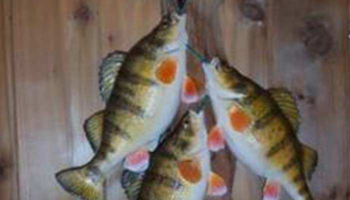 anglers-art-fish-taxidermy-taxidermist-display-options-stringer-mount