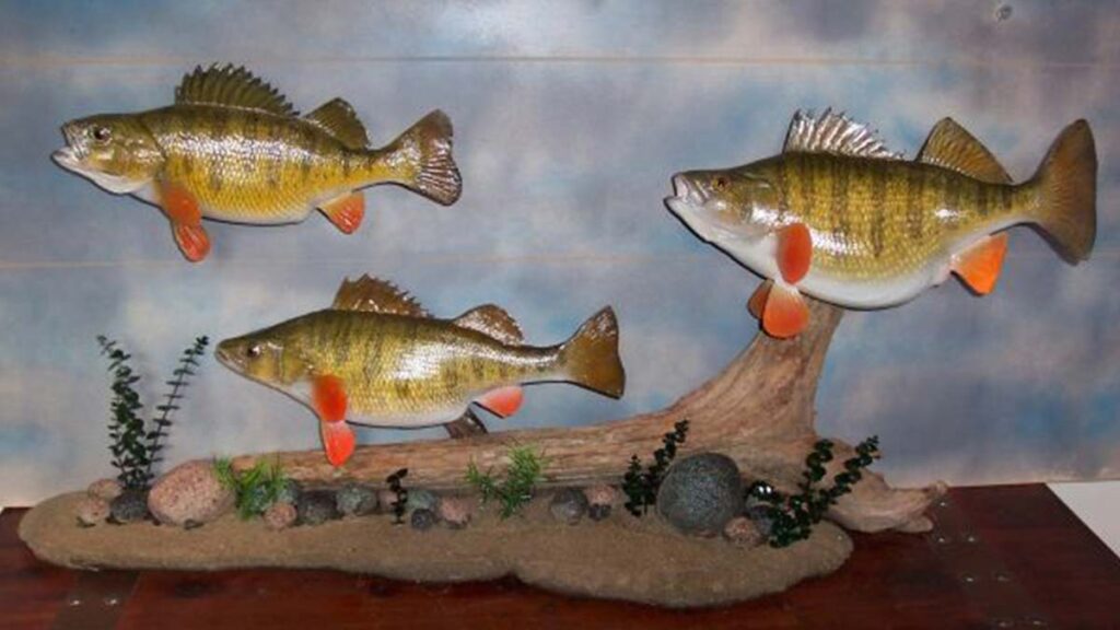 anglers-art-fish-taxidermy-taxidermist-shipping